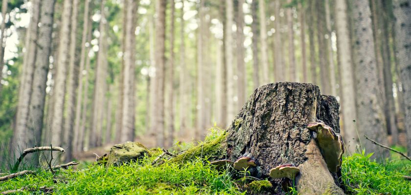 Safety Hazards of Tree Stumps.