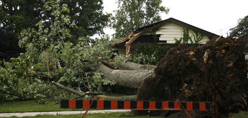 Storm Damaged My Tree