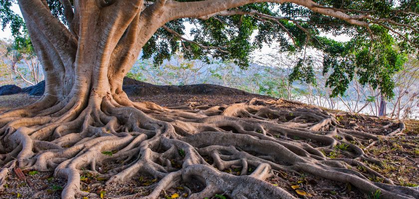 The Anatomy of Tree Root Systems