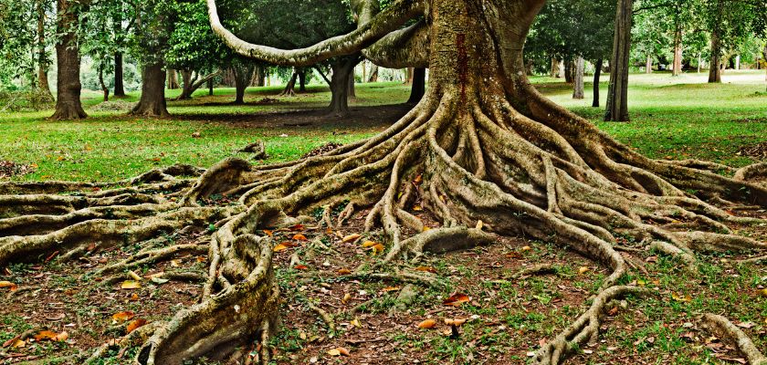 The Impact of Tree Roots on Your Property