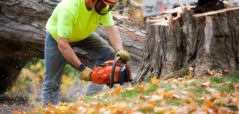 The Importance of Tree Surveys