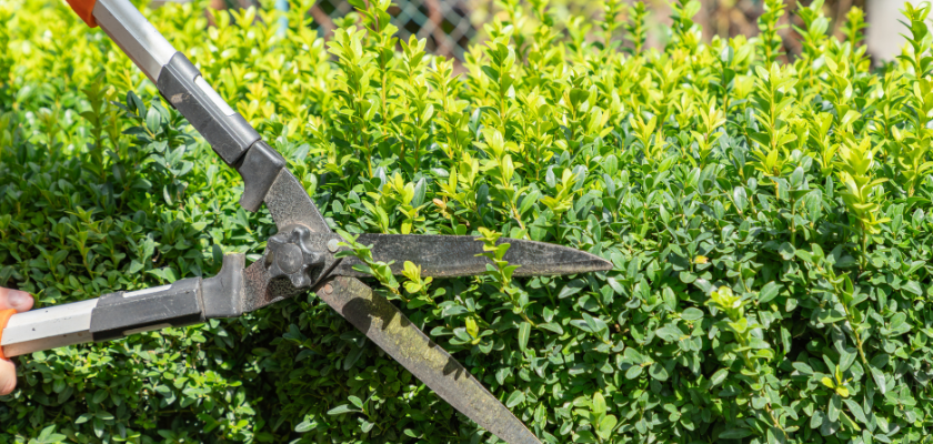 Tree Pruning Science