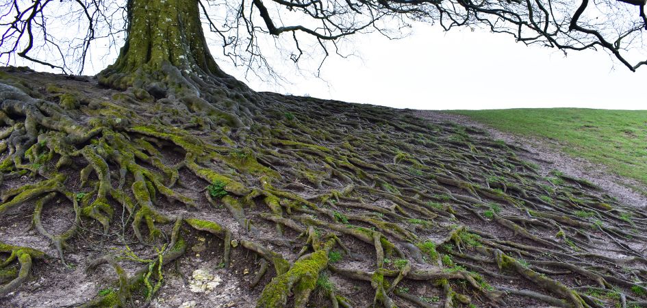 Tree Root Management Strategies