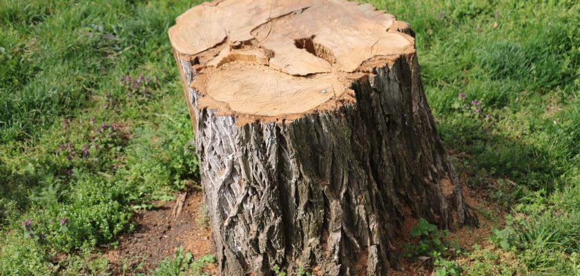 Tree Stump in Front Yard