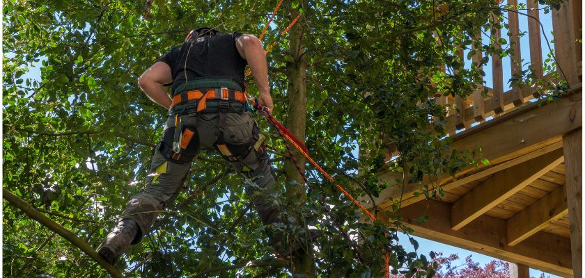 Tree Trimming Home Safety