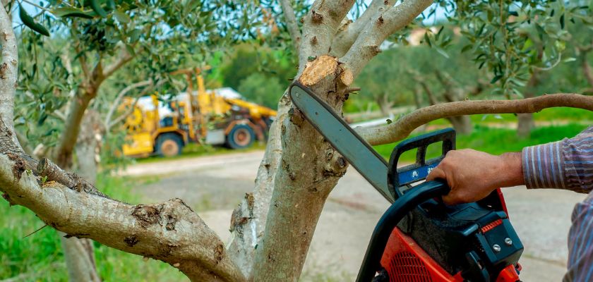 Understanding Tree Pruning