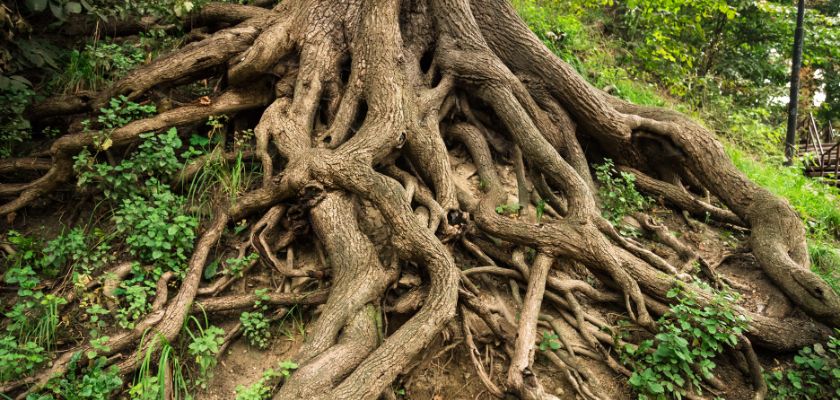 Understanding Tree Root Growth