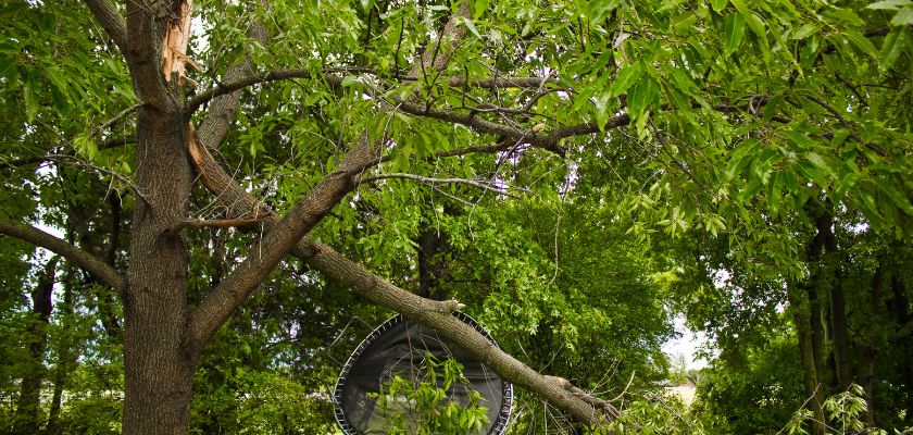 Winter survival for trees