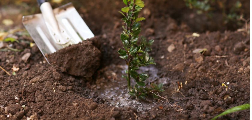 tree planting tips