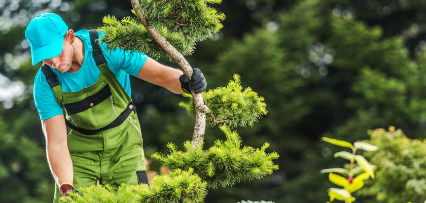 Best Tree Arborist