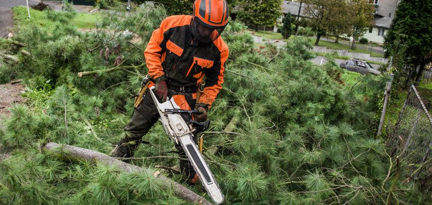 Commercial Tree Services