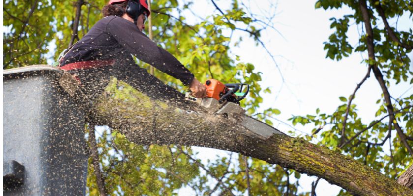 The Process of Conducting a Tree Survey