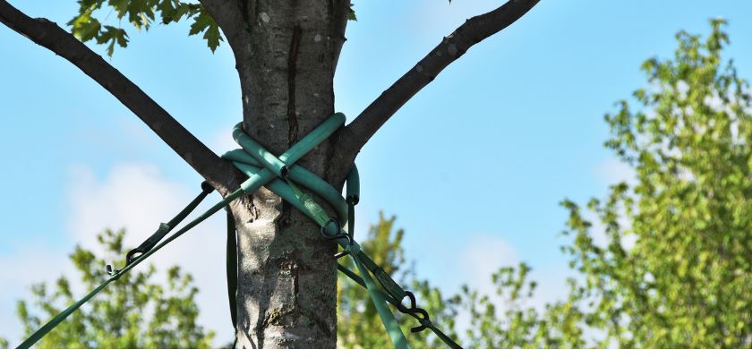 Debunking Common Myths About Tree Cabling and Bracing