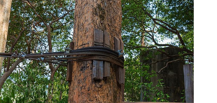 Innovations in Tree Cabling and Bracing