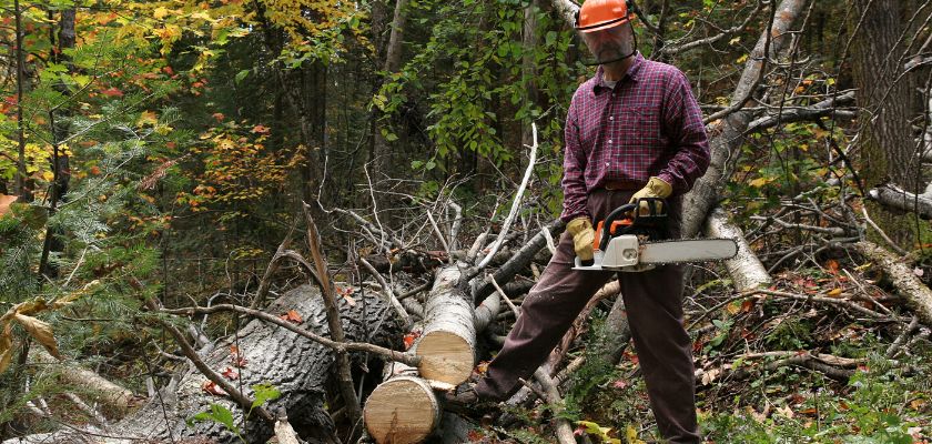 Local Tree Services