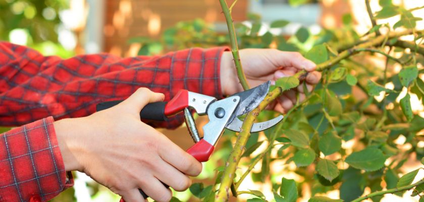 Providing Expert Tree Care Advice