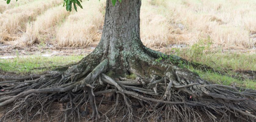 Root Management Importance