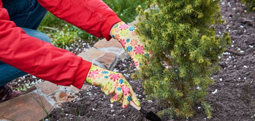 Spring Tree Care