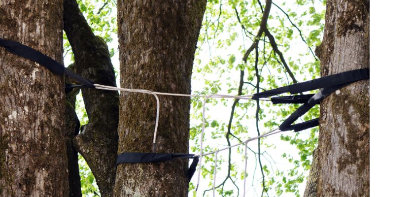 The Basics of Tree Cabling and Bracing