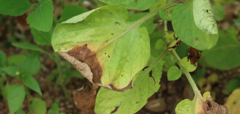 Diagnosing Tree Infections