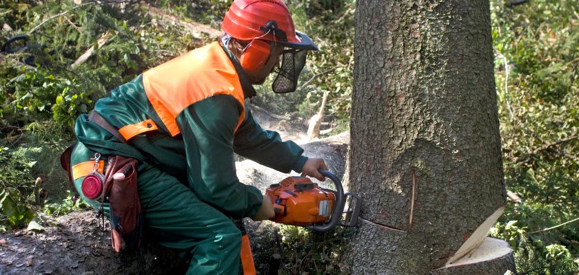 Tree Removal