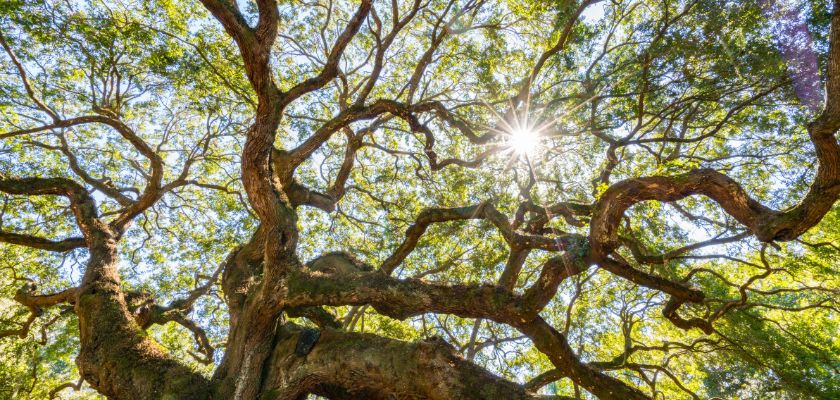 Understanding Tree Infections