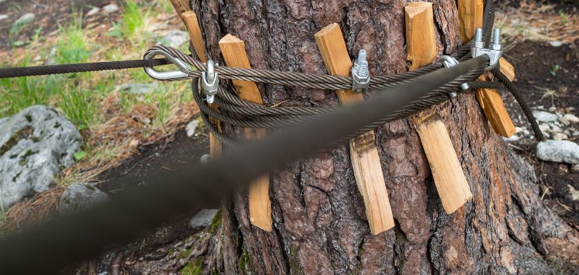 Understanding Tree Cabling and Bracing