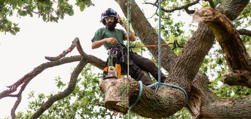 Warning Signs Your Tree Needs Removal