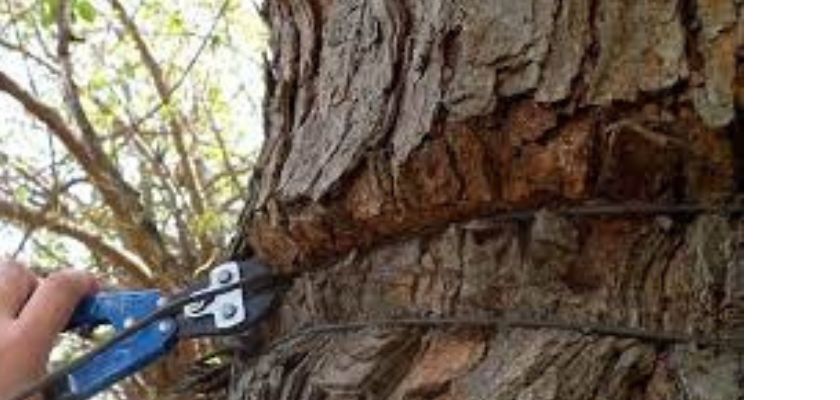 innovations-in-tree-cabling