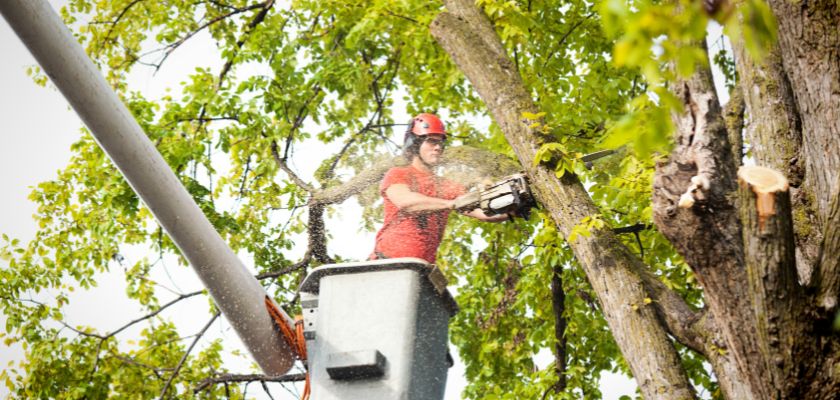 Understanding Tree Surveys