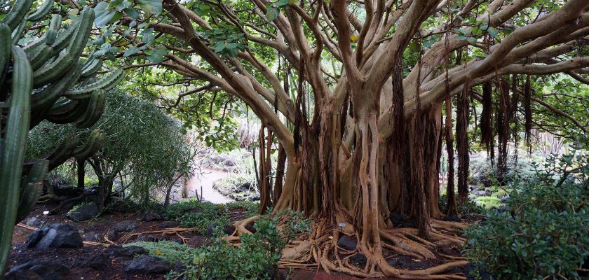 Assessing the Extent of Root Problems