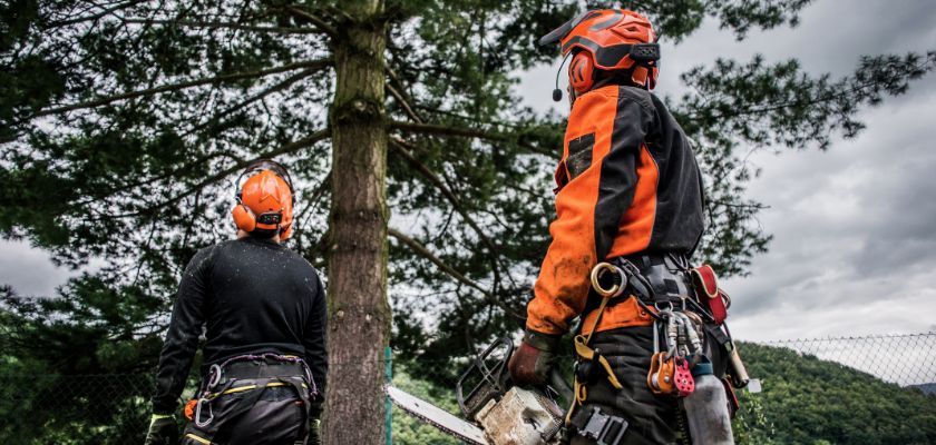 Choose a Qualified Arborist