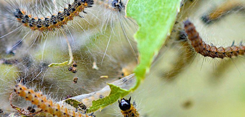 Cycle of Webworms