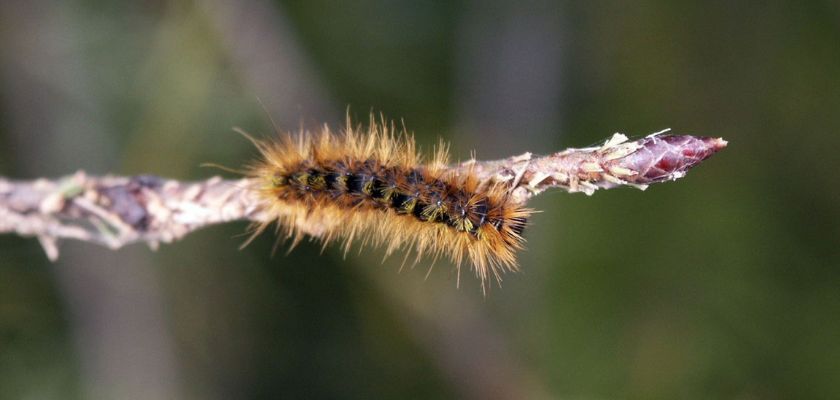 How to Prevent Webworm Infestations Before They Start