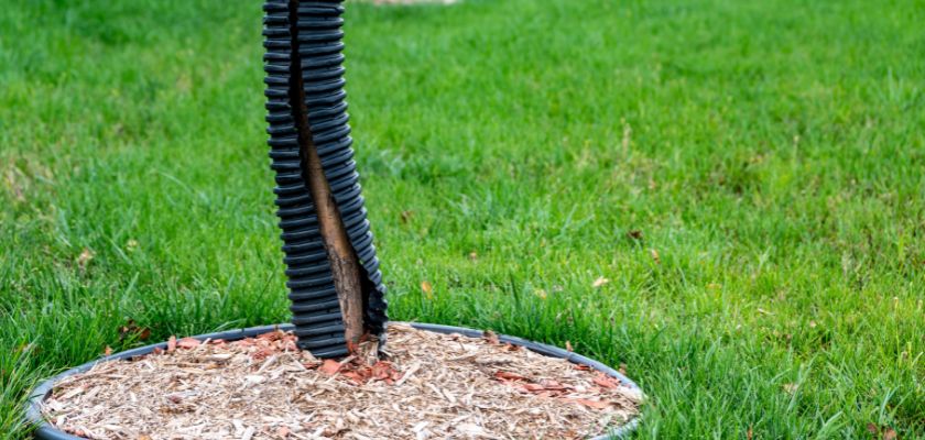 How to Protect Young Trees from Webworm Damage