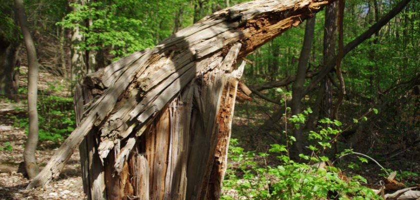 Identifying Hazardous Trees