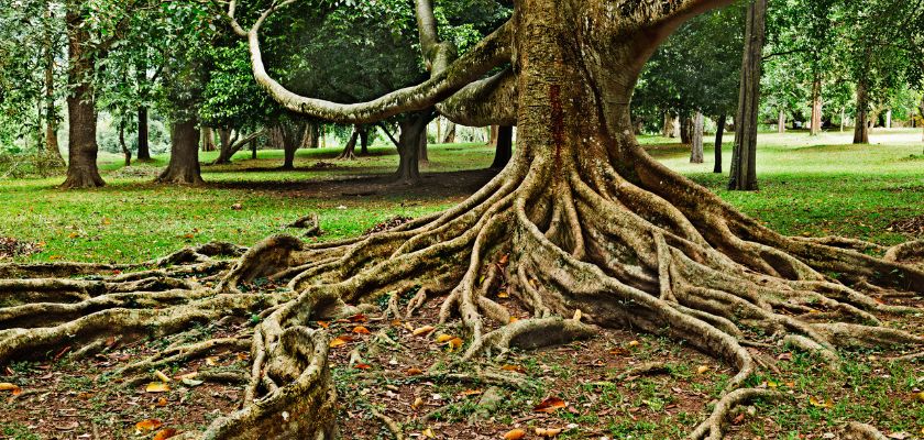 Identifying Tree Root Problems