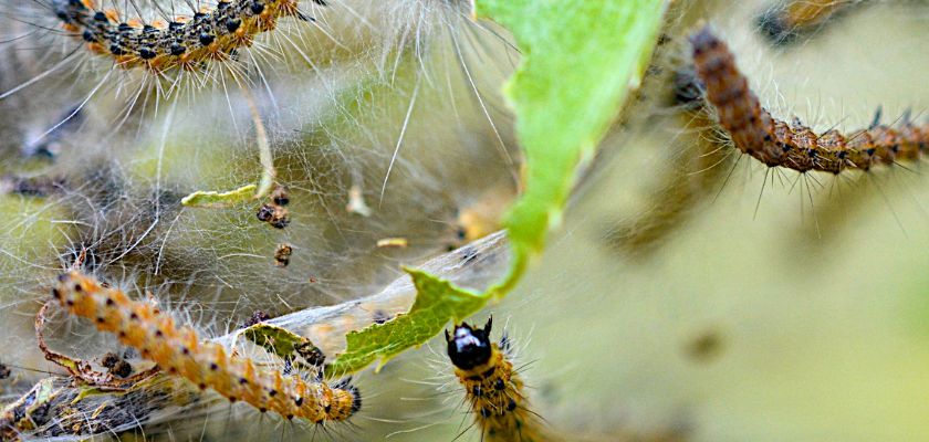 Impact of Webworms on Tree Health