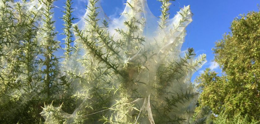 Impact of Webworms on Trees