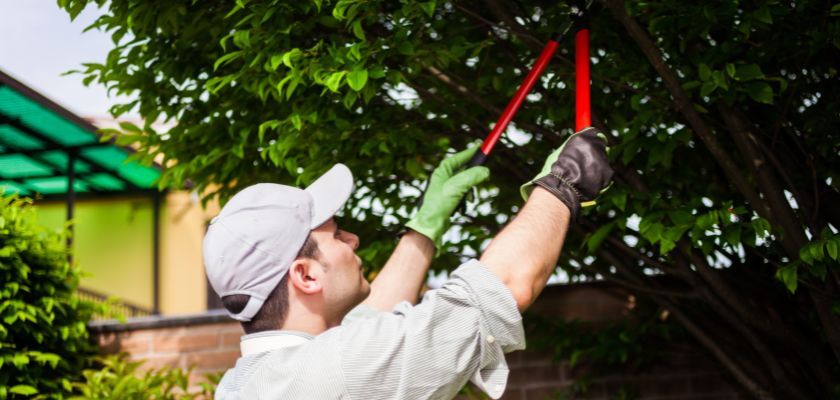 Importance of Tree Surveys for Safety