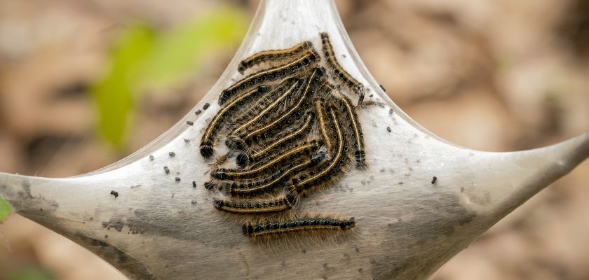 Lifecycle of Webworms