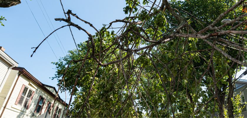 Managing Tree Growth Near Power Lines