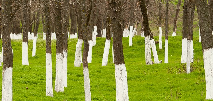 Measures to Protect Your Trees