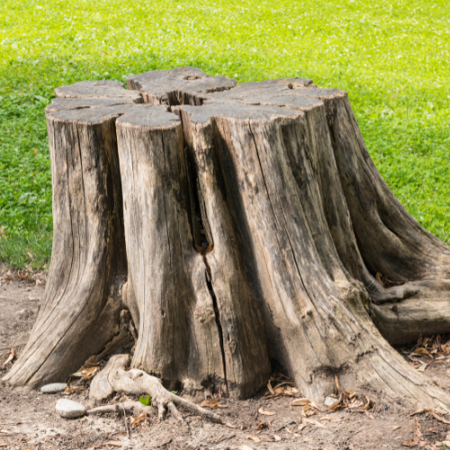 Professional Stump Removal in Dallas