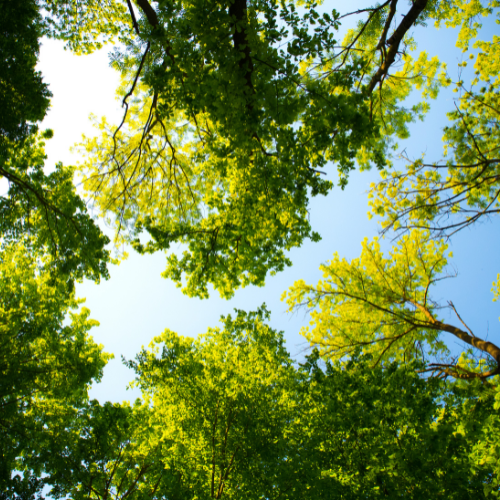 Professional Tree Surveys in Dallas, TX