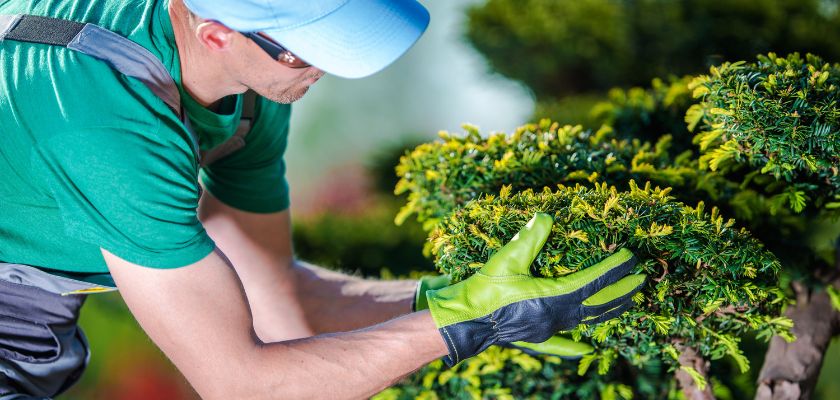 Role of Tree Surveys in Ensuring Safety on Your Property