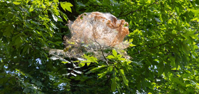 Safely Remove Webworm Nests