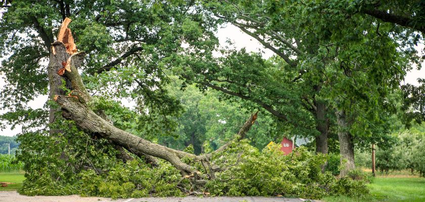 Signs of Hazardous Trees