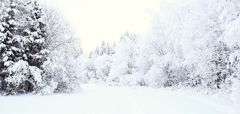 Snow on tree