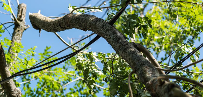 Steps to Take When Your Tree is Struck by Lightning